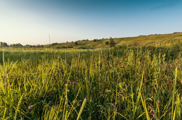 Groene heuvel en wilde bloemen aan het begin van de zomer - Foto, afbeelding