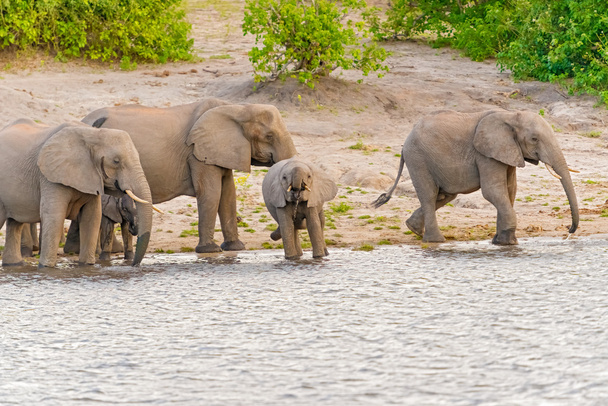 A Chobe folyó Botswana elefántok - Fotó, kép