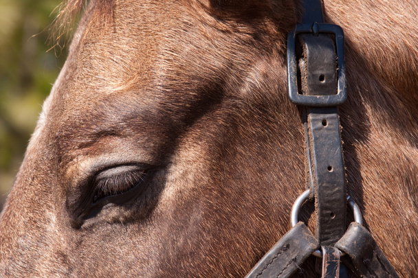 Horse Face - Photo, Image