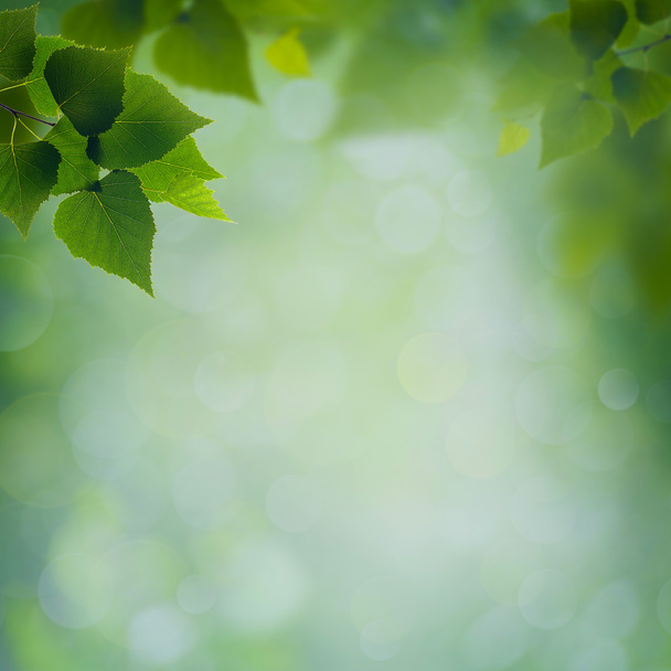 Abstract natural background with green foliage - Photo, Image