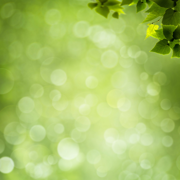 Abstract natural background with green foliage - 写真・画像
