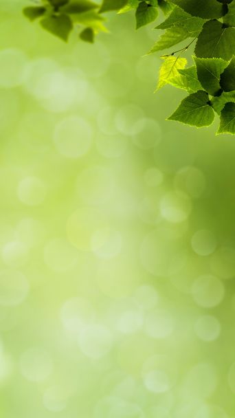 Abstract natural banner with green foliage - Fotografie, Obrázek