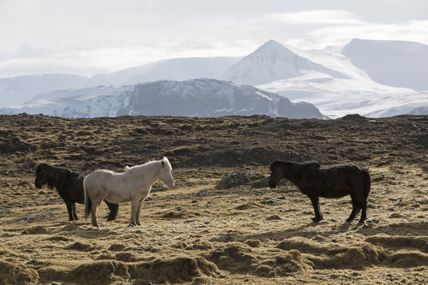 Islantilaisia hevosia niityllä
 - Valokuva, kuva