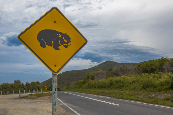 Wombat, přejezd - Fotografie, Obrázek