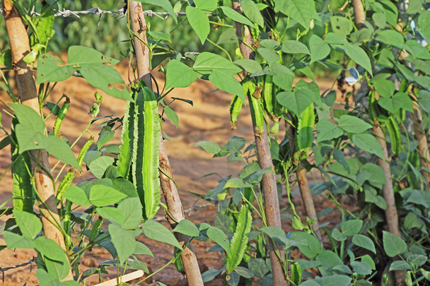 Okřídlené fazole Psophocarpus Tetragonolobus - Fotografie, Obrázek