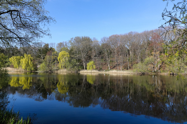 Árboles Reflexionando en un lago en el verano
 - Foto, Imagen