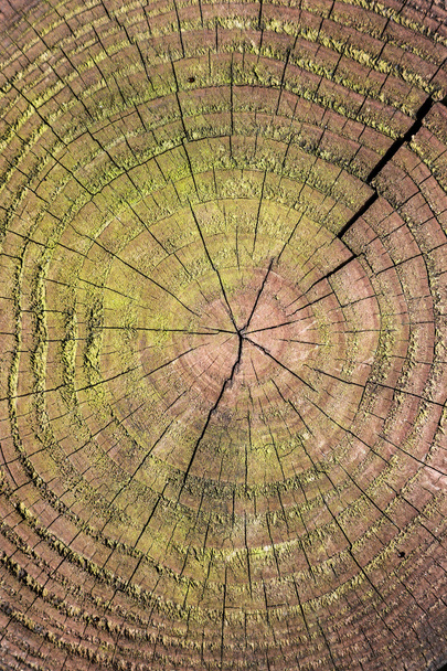 annual rings of a tree - Φωτογραφία, εικόνα