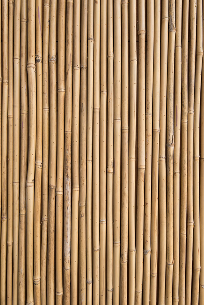 bambusový plot - Fotografie, Obrázek