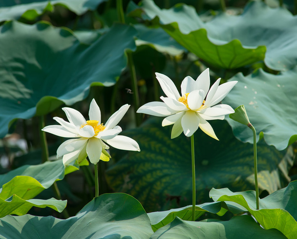 Цветок белого лотоса
 - Фото, изображение