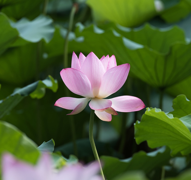 Lotus çiçeği. - Fotoğraf, Görsel