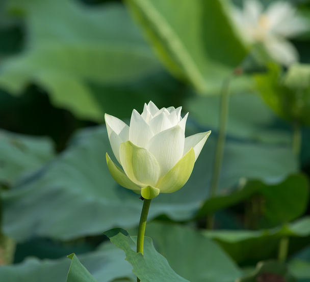 Flor de loto blanco
 - Foto, imagen