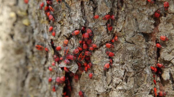 Kolonie von Feuerwanzen (pyrrhocoris apterus) auf einem Baumstamm. Die Feuerwanze, pyrrhocoris apterus, ist ein häufiges Insekt der Familie der Pyrrhocoridae. - Filmmaterial, Video