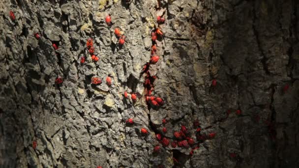 Kolonie van firebugs (Pyrrhocoris apterus) op een boomstam. De firebug, Pyrrhocoris apterus, is een gemeenschappelijk insect uit de familie Pyrrhocoridae. - Video