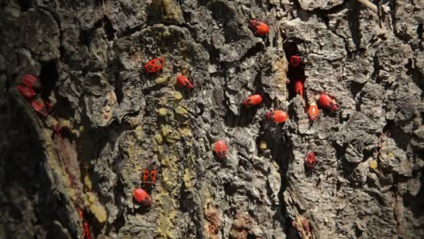 Firebugs-pesäke (Pyrrhocoris apterus) puun rungossa. Firebug, Pyrrhocoris apterus, on Pyrrhocoridae-perheen yleinen hyönteinen
. - Materiaali, video