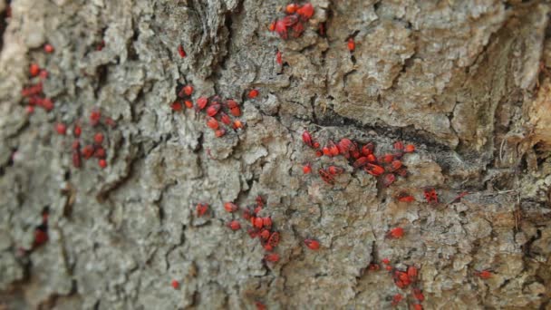 Kolonie Firebugů (Pyrrhocoris apterus) na kmen stromu. Firebug, Pyrrhocoris apterus, je společné hmyz z čeledi Pyrrhocoridae. - Záběry, video