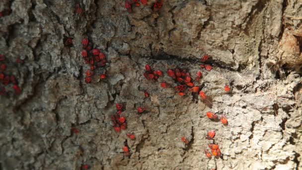 Kolonie Firebugů (Pyrrhocoris apterus) na kmen stromu. Firebug, Pyrrhocoris apterus, je společné hmyz z čeledi Pyrrhocoridae. - Záběry, video