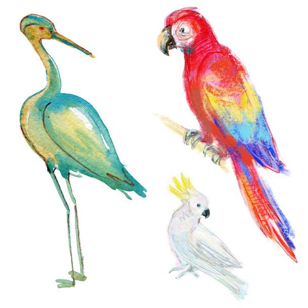 Akvarel, jeřáby a papoušků ptáků - Fotografie, Obrázek