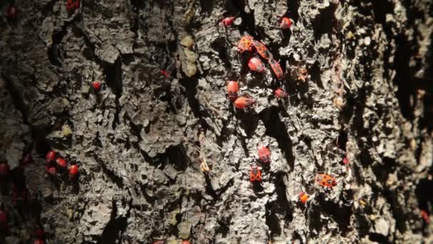 Firebug (Pyrrhocoris apterus) egy fa törzse a kolónia. A firebug, Pyrrhocoris apterus, egy közös rovar a család Verőköltő poloskák. - Felvétel, videó