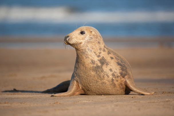 cucciolo di foca - Foto, immagini