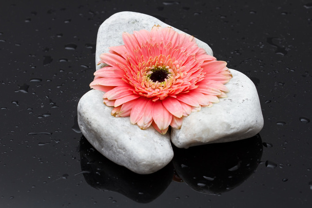 Pink gerbera laying on white rocks and dark wet surface reflecti - Photo, Image