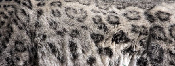 pelt havazik leopárd - Fotó, kép