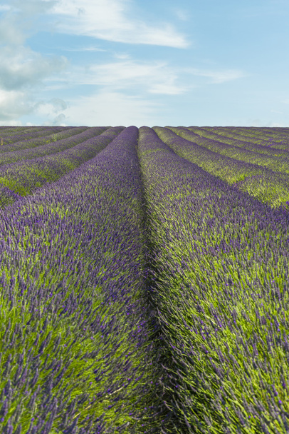 lavender сфері
 - Фото, зображення