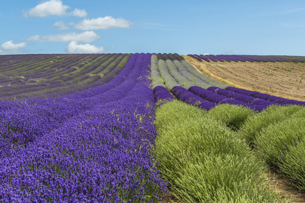 Lavender field - Photo, Image