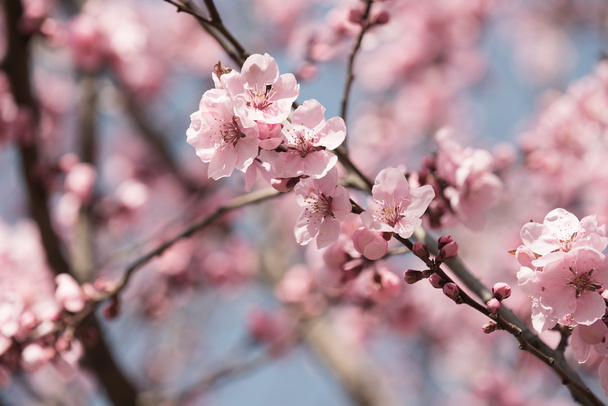 Цветы вишни
 - Фото, изображение