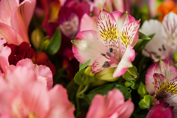 ramo flores coloridas alstroemeria
 - Foto, imagen