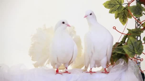 beyaz kuşlar çifti - Video, Çekim