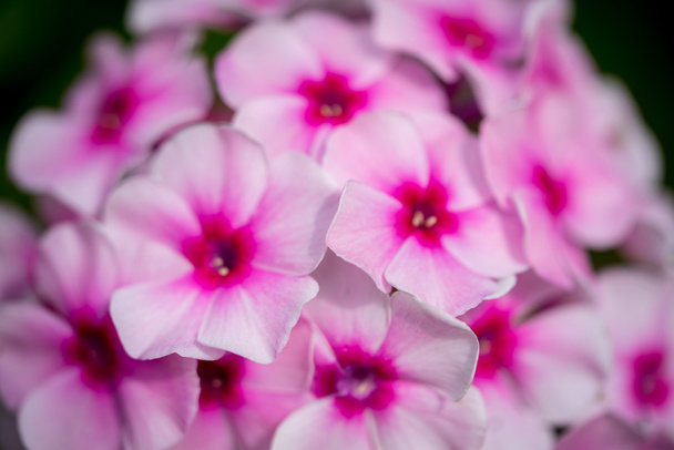 bloeiende phlox vernisboom bloemen in de tuin - Foto, afbeelding