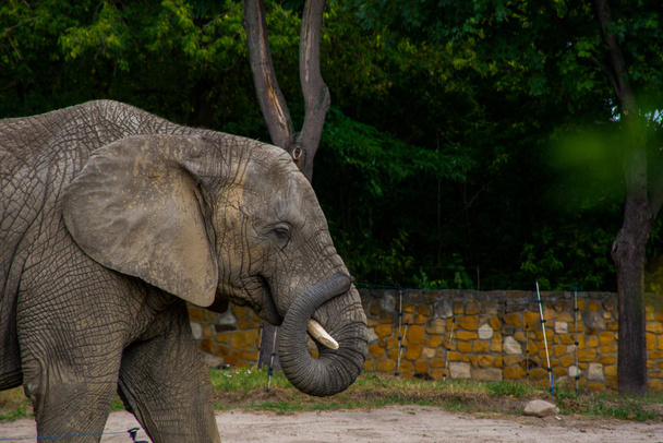 Elefante africano
 - Foto, Imagem