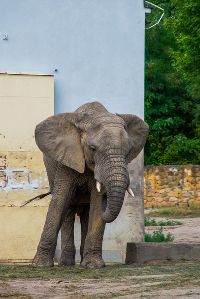 afrikai elefánt - Fotó, kép
