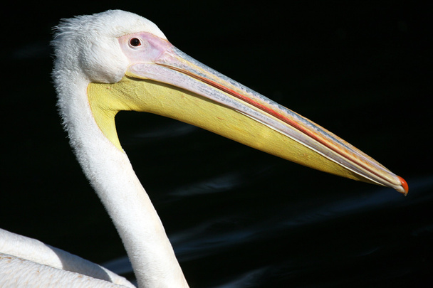 Pelikan - Foto, Bild