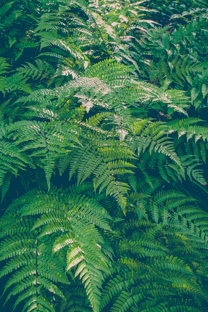 Beautiful green fern - Photo, Image