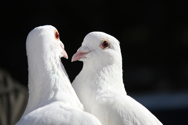 dwa białe gołębie - Zdjęcie, obraz