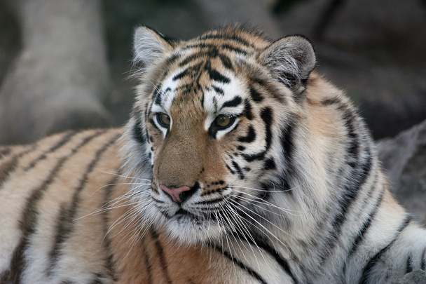 amur tygr - Fotografie, Obrázek