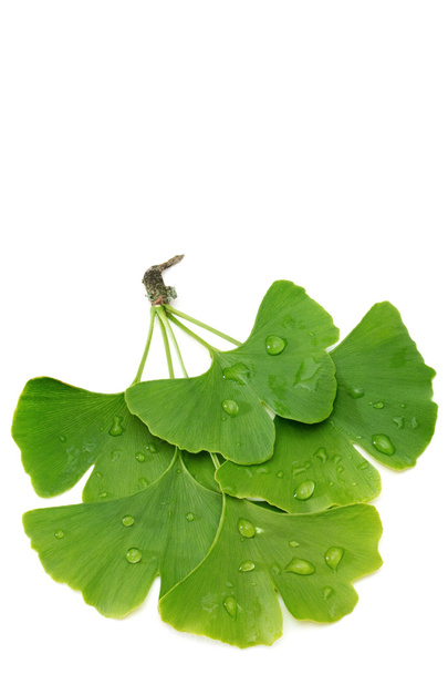 Ginkgo leaves - Photo, Image
