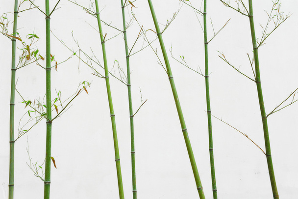 Bamboo leaves isolated on white background - Фото, изображение