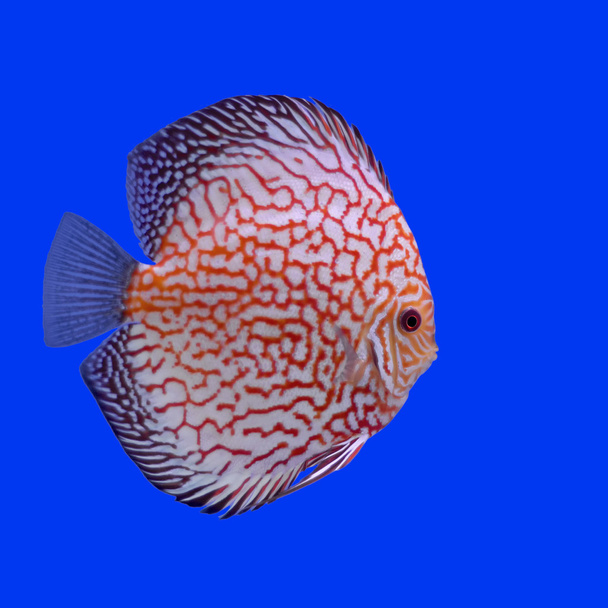 pompadour ou poisson symphysodon
 - Photo, image