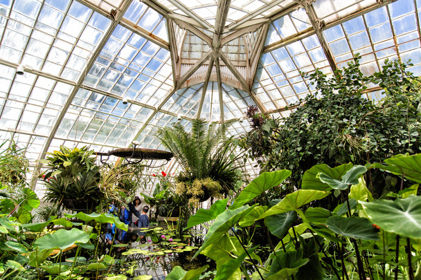 San Francisco Conservatory of Flowers interior - Photo, Image
