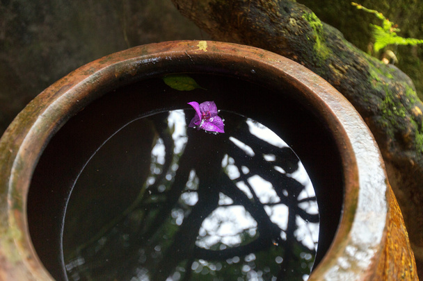 Flor púrpura flotando en jarrón, Dalat, Vietnam
. - Foto, imagen