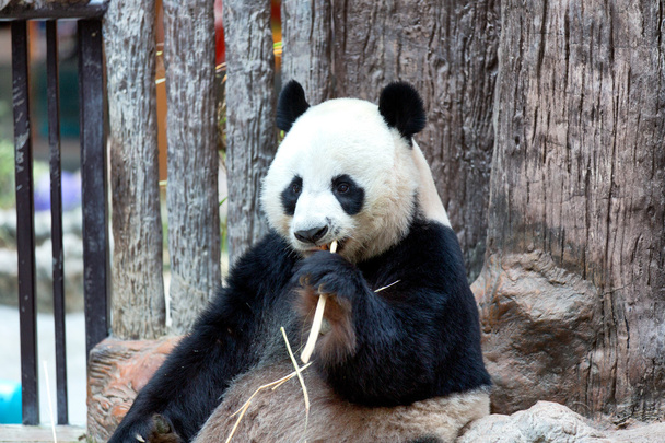 Панда ест бамбук, Чианг Май зоопарк
 - Фото, изображение