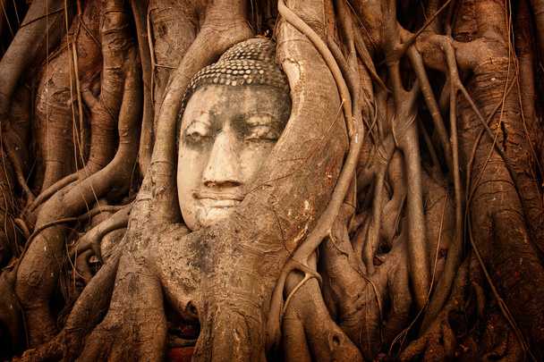 Głowa Buddy w drzewo Wat Mahathat, Tajlandia. - Zdjęcie, obraz