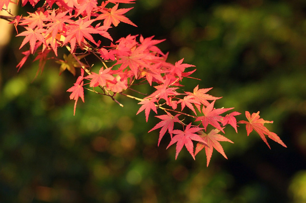Осенняя листва
 - Фото, изображение
