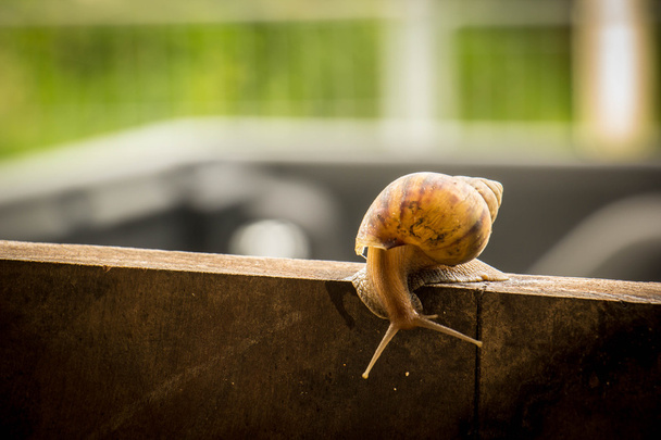 Helix pomatia, common names the Burgundy snail, Roman snail, edi - Photo, Image