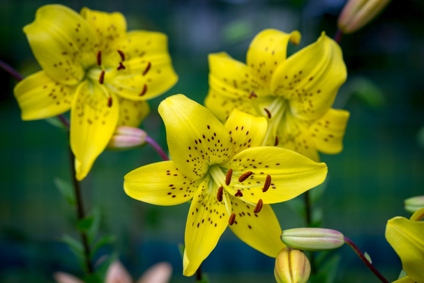 Желтые цветы лилии в саду - Фото, изображение