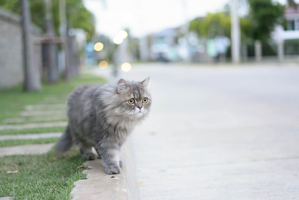 Περσική γάτα - Φωτογραφία, εικόνα