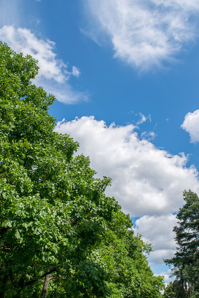 Blue sky with clouds over the forest on a summer day. - Фото, зображення
