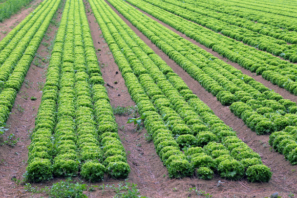 big field of green lettuce in the plains in summer - Photo, Image